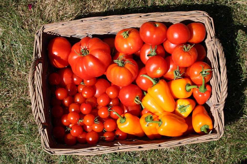 A basket full of fresh red tomatoes and yellow bell peppers from a garden in Wisconsin.