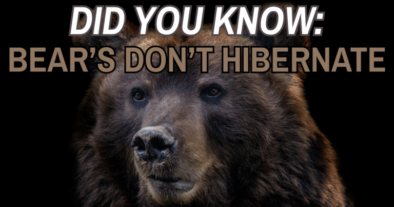 bears don't hibernate (fi)