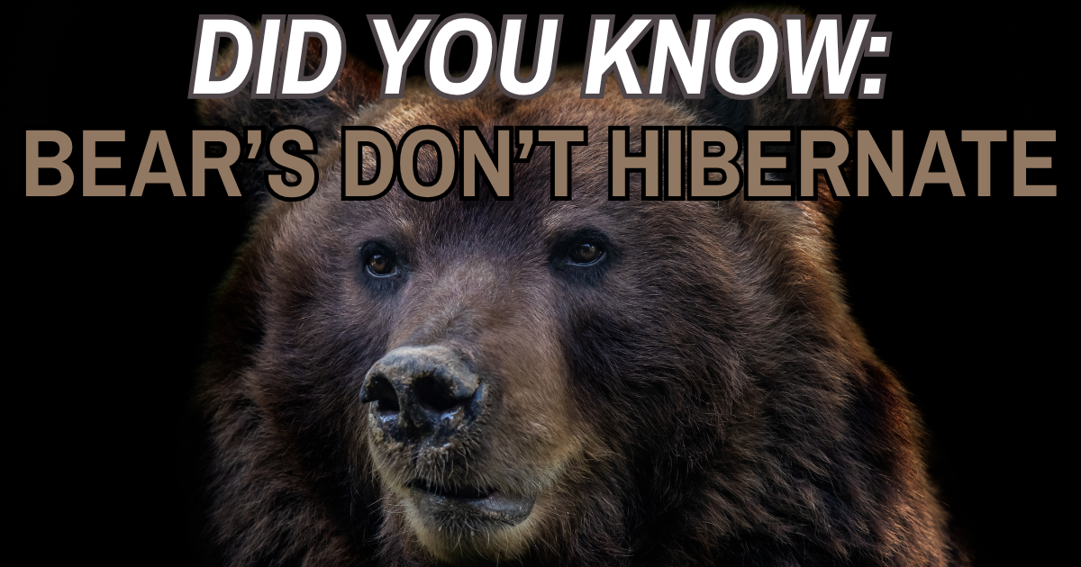 The Big Sleep Myth: Bears Don’t Hibernate